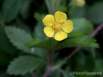 Common cinquefoil